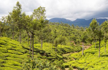 yeşil güzel çay plantasyon içinde Hindistan, il Kerala