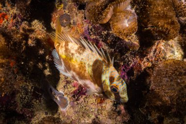 Sualtı atışı ve deniz zemini