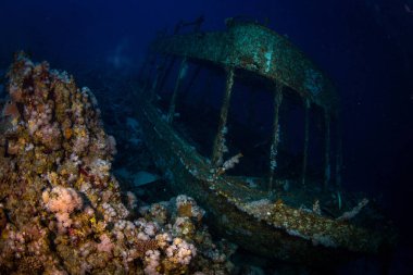 Sharm El-Sheikh, Mısır'daki güzel şeffaf deniz sualtı görünümü
