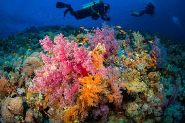 Red Sea'deki/daki güzel mercan Bahçe