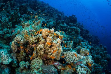 Tropikal balıklar Kızıldeniz, Sharm El Sheikh, Mısır'daki mercan kayalığı arka plan üzerinde