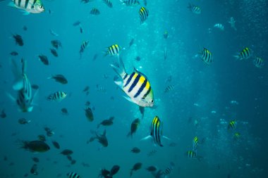 Sualtı görünümünü Çavuş balıklar temiz Koh Tao, Tayland