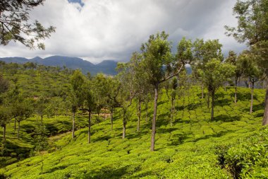 yeşil güzel çay plantasyon içinde Hindistan, il Kerala