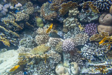 Kızıldeniz, Sharm El Sheikh, Mısır'daki güzel mercan resif sualtı görünümünü