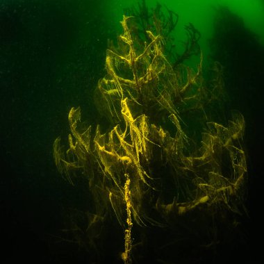 Ukrayna nehrin dibini doğası