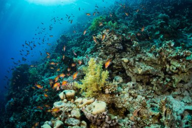 Kızıldeniz, Sharm El Sheikh, Mısır'daki güzel mercan Bahçe