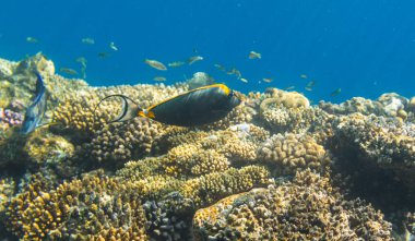 Arka plan mercan resif üzerinde turuncu omurga surgeonfish