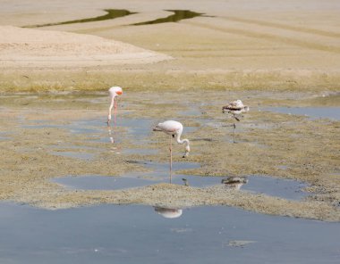 Lagün Ras al Khor içinde pembe flamingolar