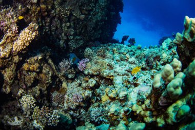 Kızıldeniz, Sharm El Sheikh, Mısır'daki güzel mercan Bahçe