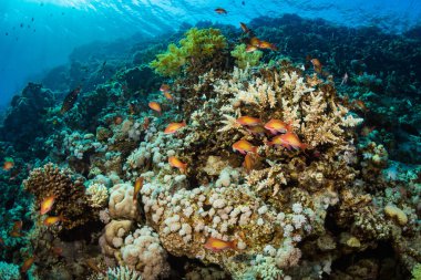 Kızıldeniz, Sharm El Sheikh, Mısır'daki güzel mercan Bahçe