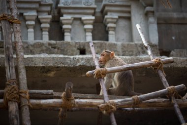 Maymun Hint Tapınağı