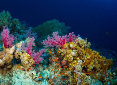 Kızıldeniz, Sharm El Sheikh, Mısır'daki güzel mercan Bahçe