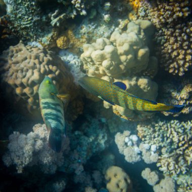 Mavi nokta orfoz balığı mercan kırmızı deniz üzerinde