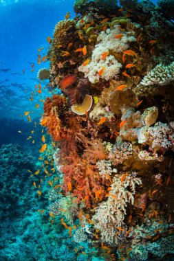 Kızıldeniz, Sharm El Sheikh, Mısır'daki güzel mercan Bahçe