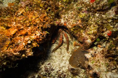 okyanus flora ve fauna Bali, Endonezya sualtı çekimi