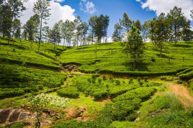 yeşil güzel çay plantasyon Sri Lanka