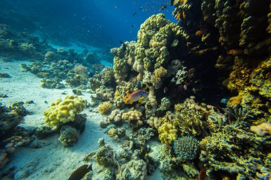 güzel tropikal balıklar Kızıldeniz, Sharm El Sheikh, Mısır'daki mercan kayalığı arka plan üzerinde