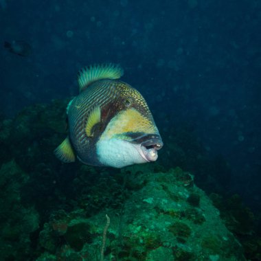 güzel büyük Triggerfish yakınındaki Adası Koh Tao, Tayland