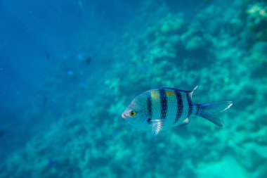 Başçavuş balık mercan Kızıldeniz, Sharm El Sheikh, Mısır arka plan üzerinde