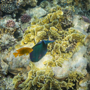 Rusty papağan balık red Sea'deki/daki güzel mercan resif üzerinde