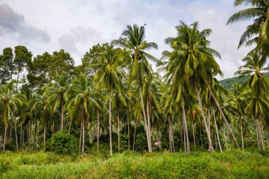 yaz tatili Samui Adası, Tayland 