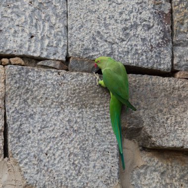 Eski bir duvara oturan yeşil papağan