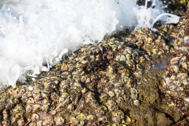 Hint Okyanusu'nda bir kayaya yengeç