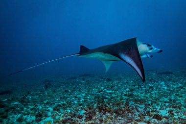 Manta ray üzerinde Temizleme İstasyonu Komodo Ulusal Parkı içinde