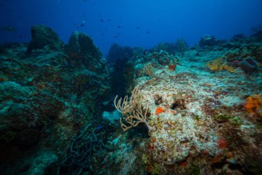 okyanus flora ve fauna Bali, Endonezya sualtı çekimi