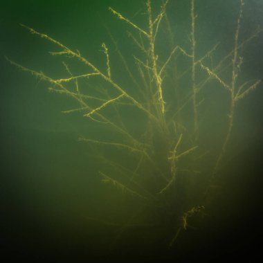 Ukrayna nehrin dibini doğası