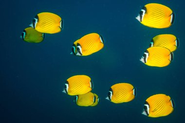 Kot Tao Island, Tayland yakınındaki resif üzerinde güzel Butterflyfishes