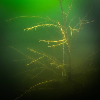 Ukrayna nehrin dibini doğası