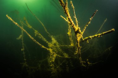 Ukrayna nehrin dibini doğası