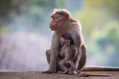 gündüz hayvanat bahçesinde maymunlar