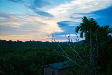 Sri Lanka'nın orman Merisa içinde