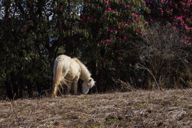 Annapurna Merkez kampına yolda Nepal dağlarda at