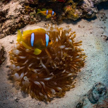 Tehlikede güzel sualtı manzara Red Sea'deki/daki mercan resif üzerinde