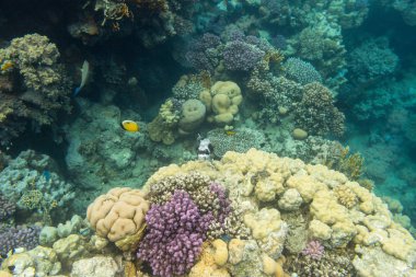 Arothron diadematus red Sea'deki/daki güzel mercan resif üzerinde