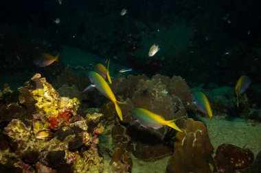 Kot Tao Island, Tayland yakınındaki güzel balıklar sualtı görüntüleme