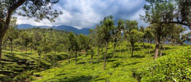 yeşil güzel çay plantasyon içinde Hindistan, il Kerala