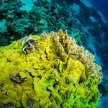 Kızıldeniz, Sharm El Sheikh, Mısır'daki güzel mercan Bahçe