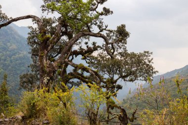 Gündüz nepal gezi ile seyahat, yerel flora ve bitkilerin Güney Asya yakın 