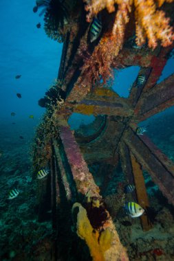 okyanus flora ve fauna Bali, Endonezya sualtı çekimi