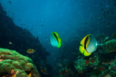 Kot Tao Island, Tayland yakınındaki resif üzerinde güzel Butterflyfishes