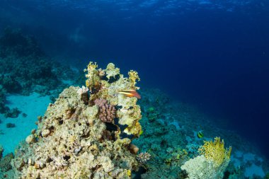 Blackside kaybolmuştu red Sea'deki/daki güzel mercan resif üzerinde