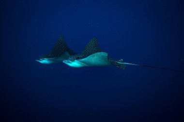 Kartal ışınları üzerinde Mercan Adası Cozumel benekli