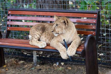 Bir genç komik aslan oyun