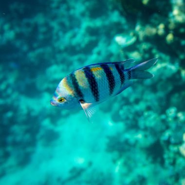 Başçavuş balık mercan Kızıldeniz, Sharm El Sheikh, Mısır arka plan üzerinde