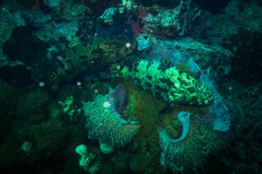 Malabar orfoz Koh Tao Island, Tayland yakınındaki sualtı görünümünü