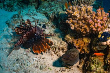 Lionfish ve mercan resif üzerinde moray